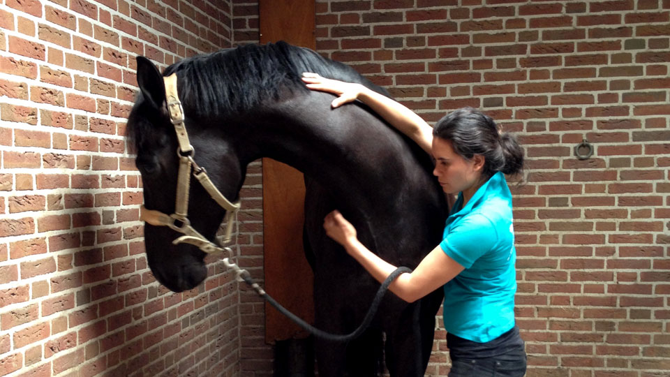 Equisio