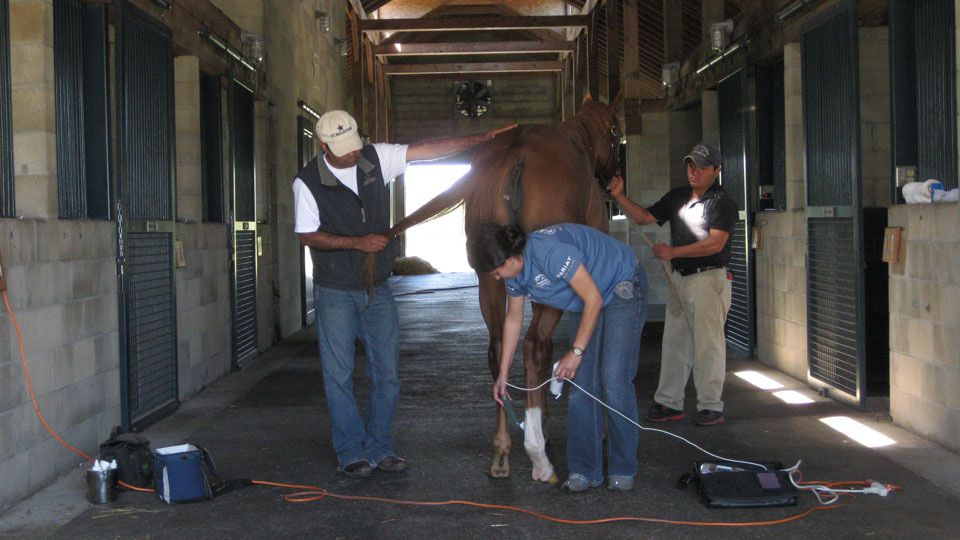 Equisio