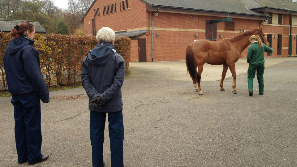 Equisio