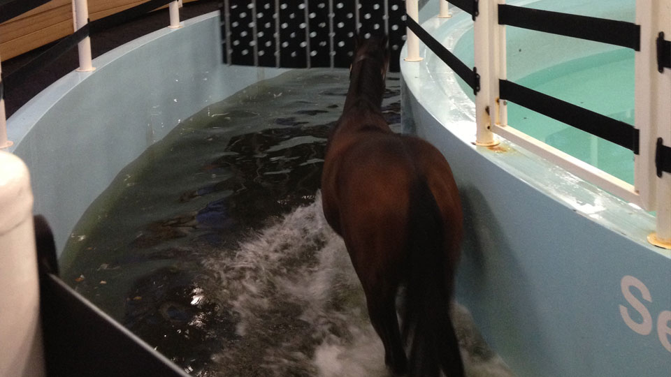 Equisio