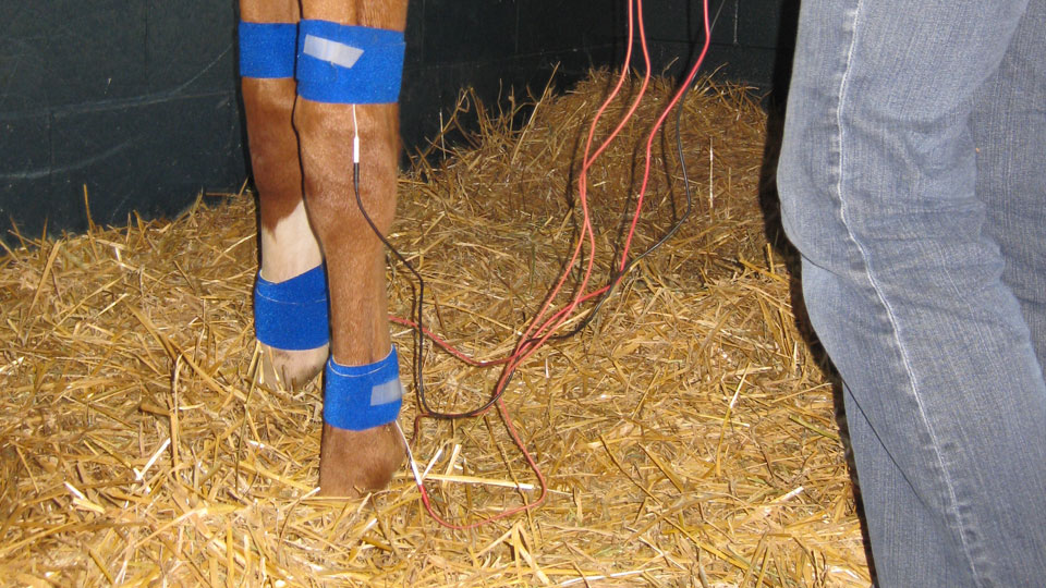Equisio